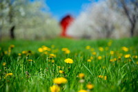 THE DANDELION