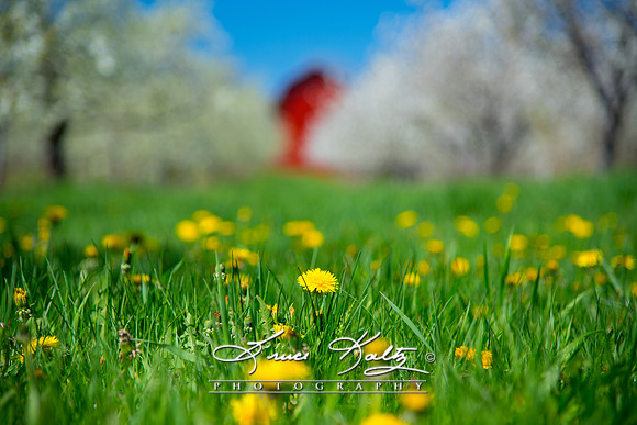 THE DANDELION