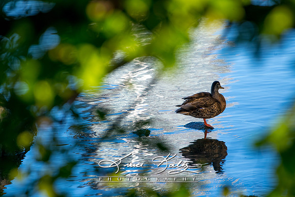 MORNING REFLECTIONS
