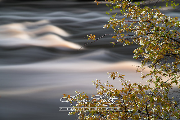 TAHQUAMENON RIVER RUSH