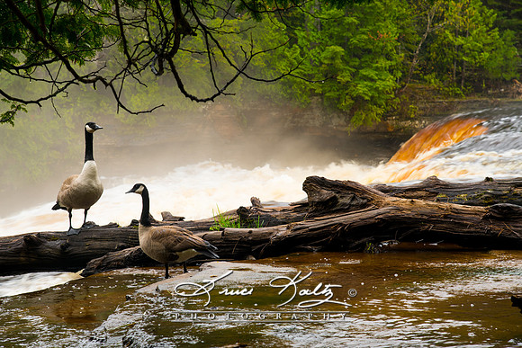 SECLUDED PAIR