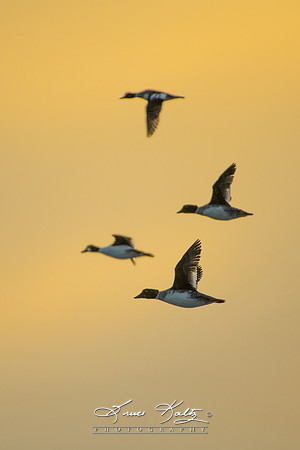 MORNING FLIGHT