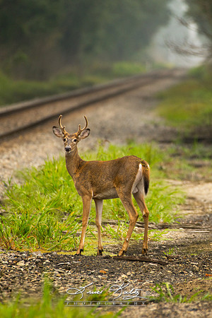 THE CROSSING