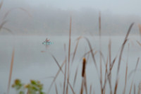 MISTY MORNING