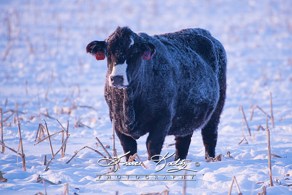 21-A 850_7836 FROZEN