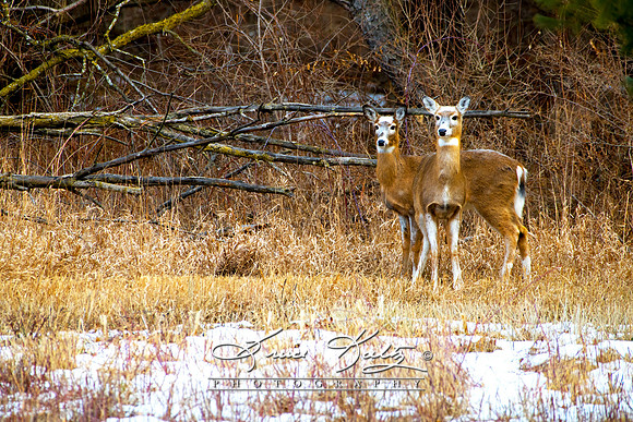 21-A 850_8911 TWO BEAUTIES