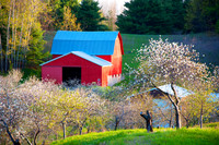 BLOSSOM VALLEY