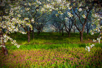 SPRING SCENT