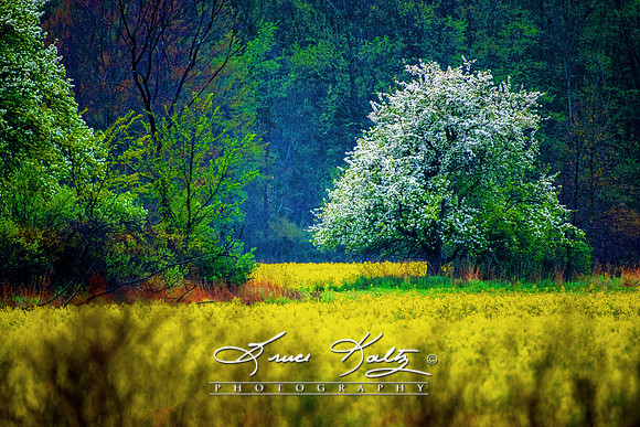 SPRING COLOR