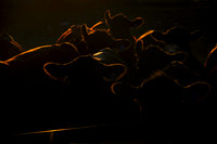SUNSET HERD