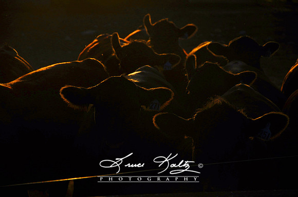 SUNSET HERD