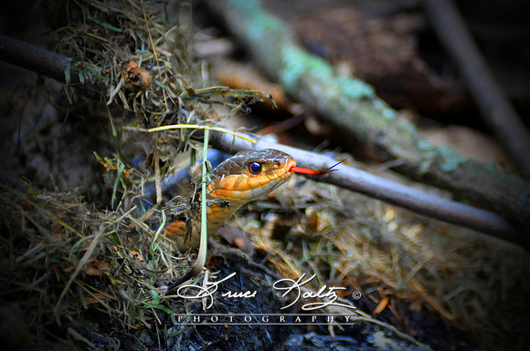 KISS ME