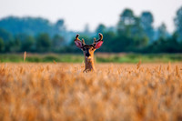 BUCK WHEAT