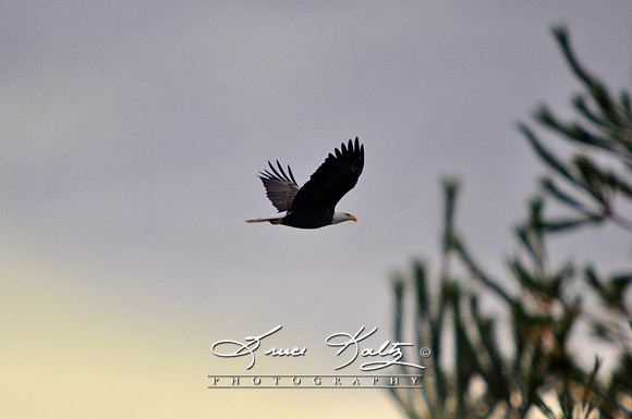 WHERE EAGLES FLY