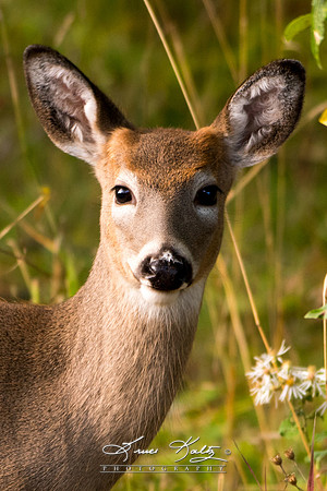 BUTTON BUCK