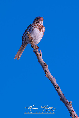 THE SONGBIRD
