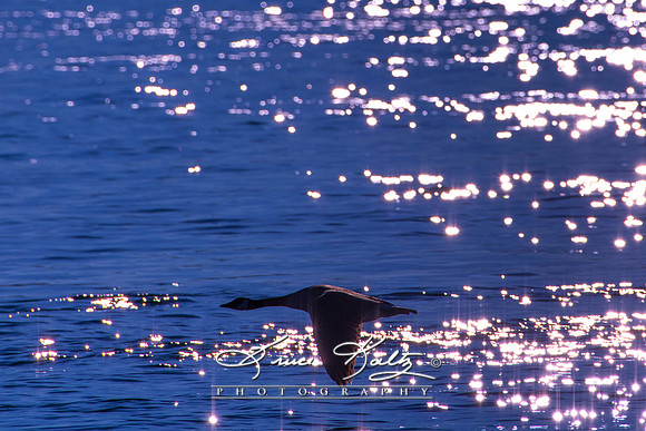 IN FLIGHT