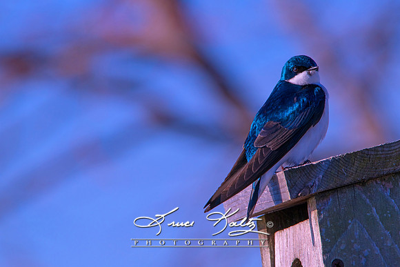 BLUE VELVET