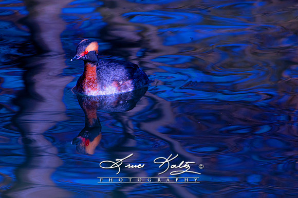 RED EYE