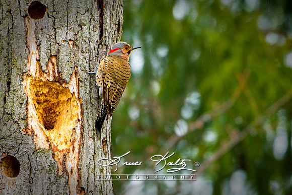 YELLOW SHAFTED NORTHERN FLICKER