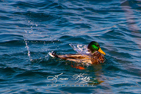 WATER WINGS