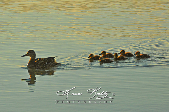 A MOTHERS WAKE