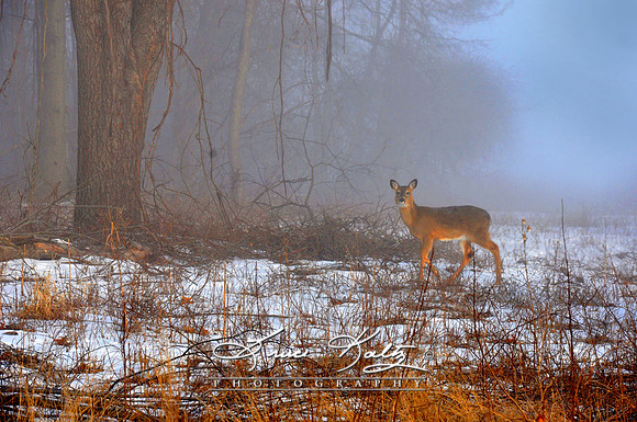OUT OF THE FOG