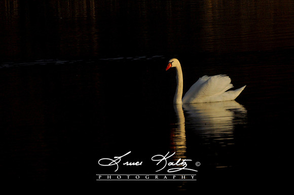 SERENITY
