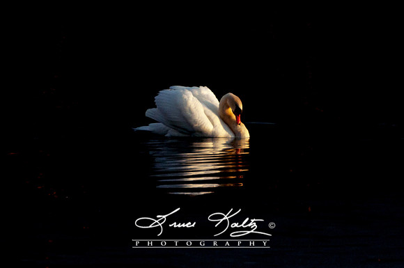 AT PEACE