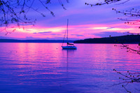 PURPLE PASSION