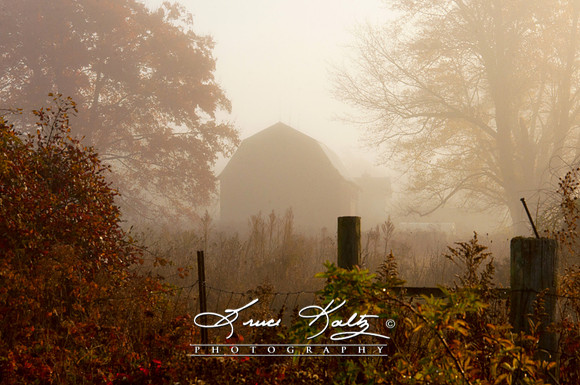 MORNING FOG