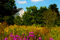 BEAUTY OF SUMMER