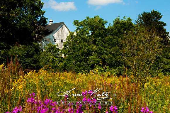 BEAUTY OF SUMMER