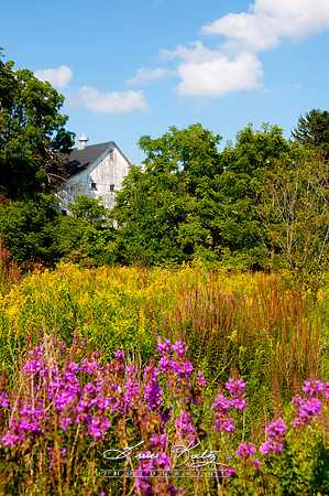 WILDFLOWER