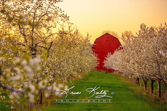 BLOSSOM LANE