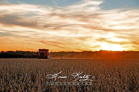 SOY SUNSET