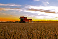 HARVEST TIME