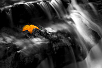SPLASH OF COLOR