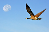 MOONSHOT