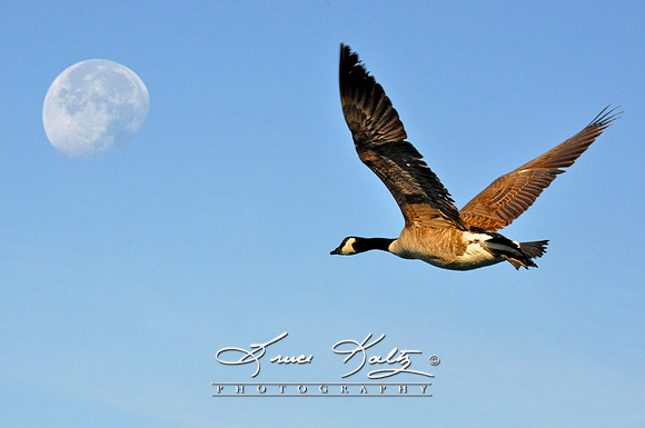 MOONSHOT