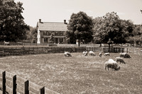 THE HOMESTEAD