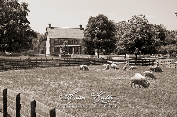 THE HOMESTEAD