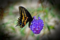 BLACK BEAUTY