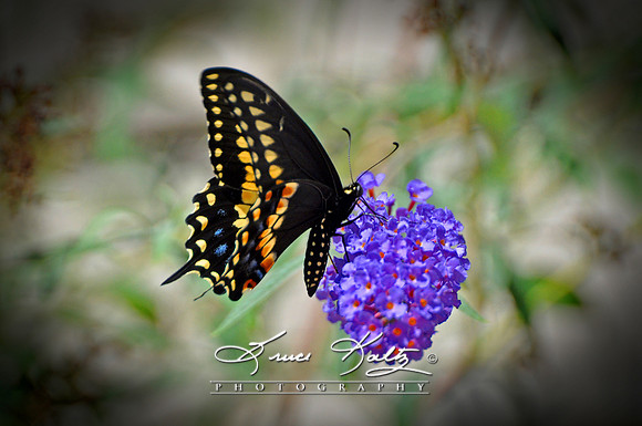 BLACK BEAUTY