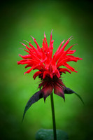 SCARLET