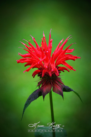 SCARLET