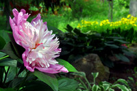 SWEET FRAGRANCE