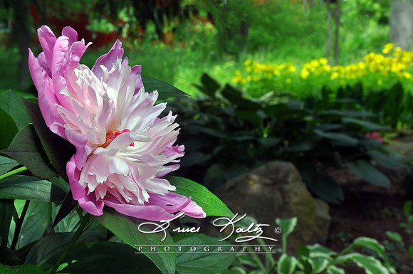 SWEET FRAGRANCE