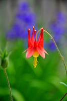 HANGING BEAUTY