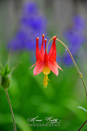 HANGING BEAUTY